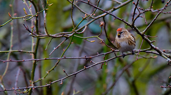 Lesser Redpoll