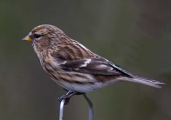Lesser Redpoll