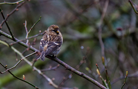 Lesser Redpoll