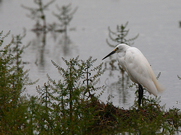 Little Egret
