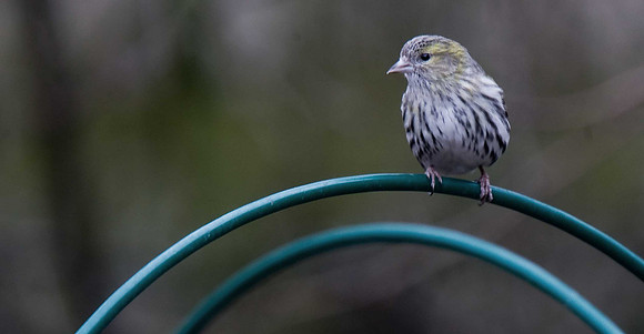 Siskin