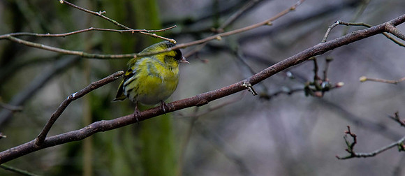 Siskin