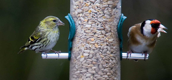 Siskin