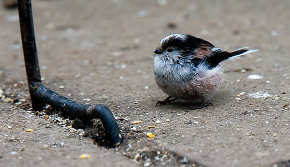 Long-tailed Tit