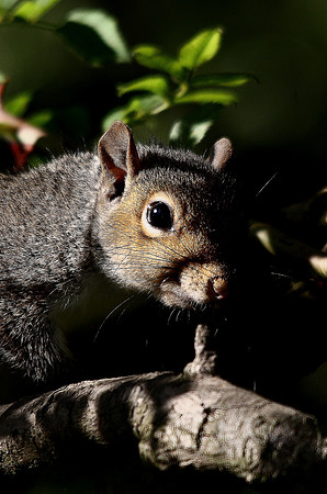 Grey Squirrel