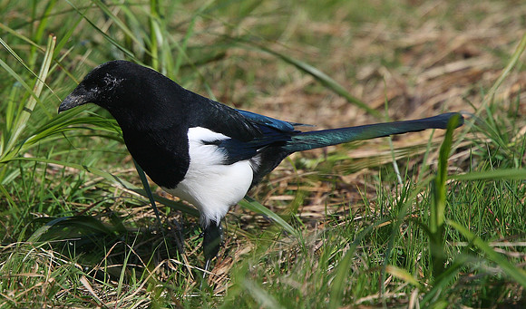 Magpie