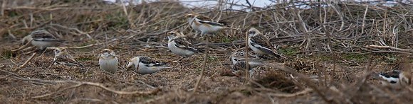 Snow Bunting
