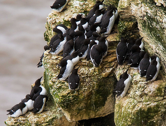 Guillemots