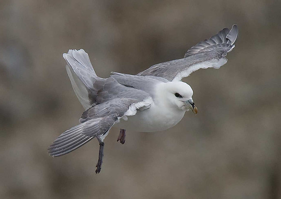 Fulmar