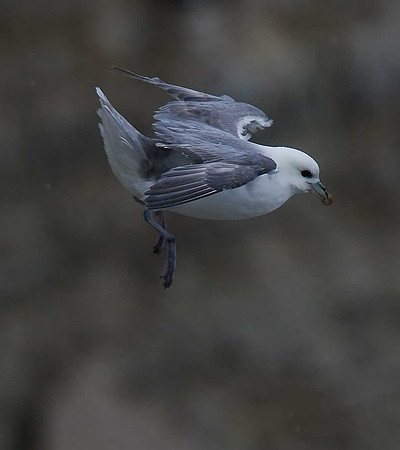 Fulmar
