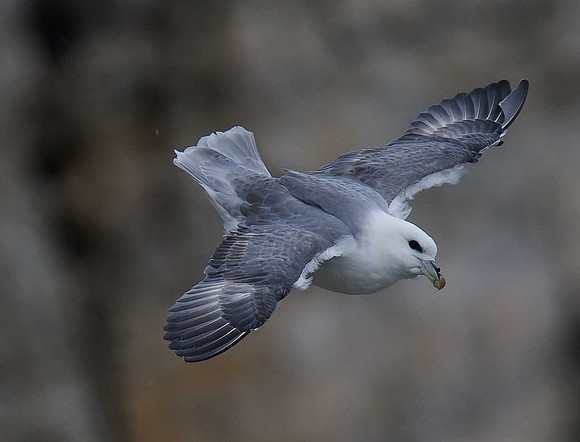 Fulmar