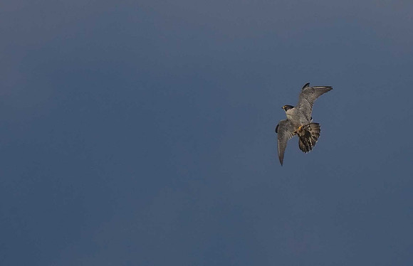 Peregrine