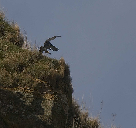 Peregrine