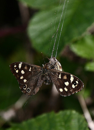 Speckled Wood and Spider