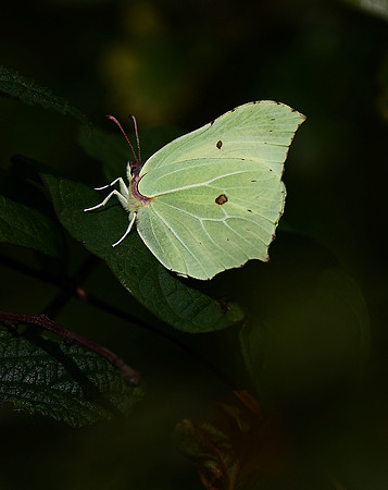 Brimstone
