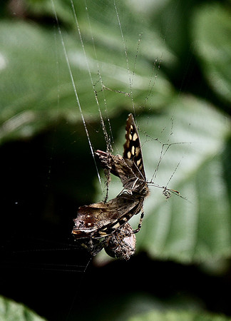 Speckled Wood and Spider