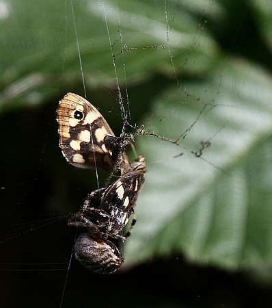 Speckled Wood and Spider