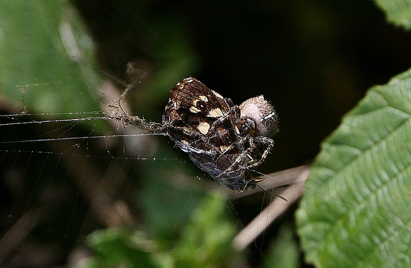 Speckled Wood and Spider
