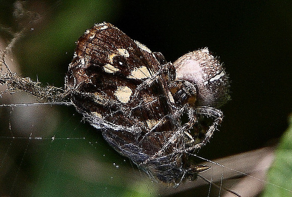 Speckled Wood and Spider
