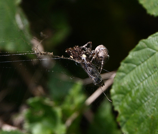 Speckled Wood and Spider