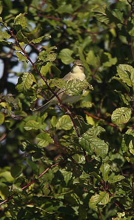 Arctic Warbler