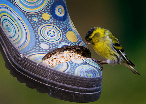 Siskin