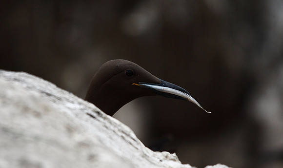 Guillemot