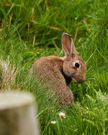 Rabbit - Fetlar
