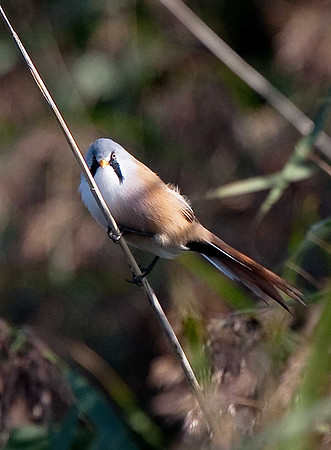 Bearded Tit