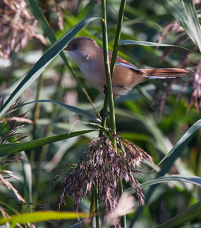 Bearded Tit