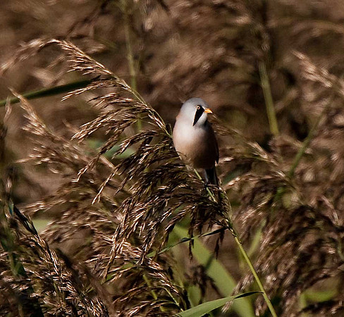 Bearded Tit