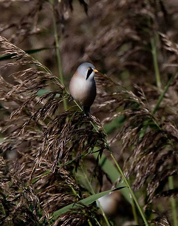 Bearded Tit
