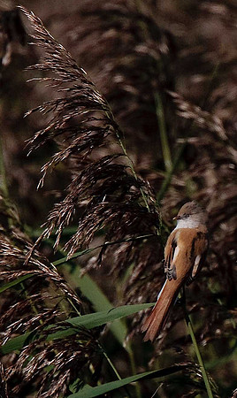 Bearded Tit