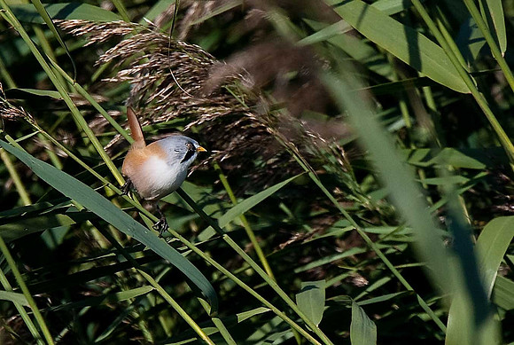 Bearded Tit