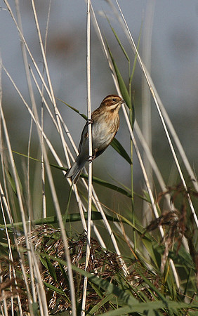 Reed Bunting