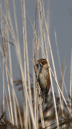 Reed Bunting