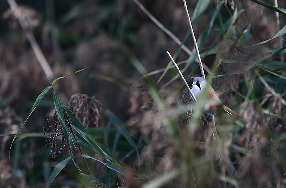 Bearded Tit