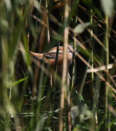 Bearded Tit