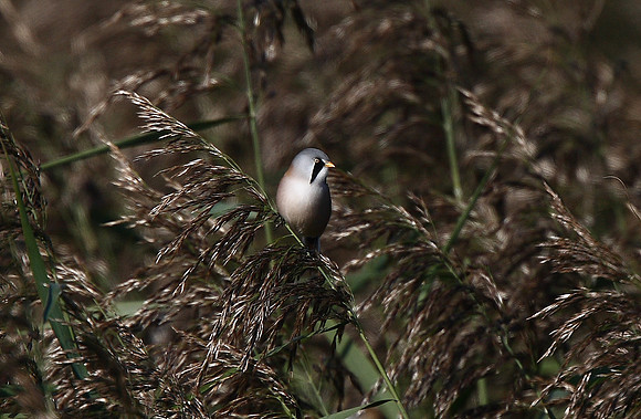 Bearded Tit
