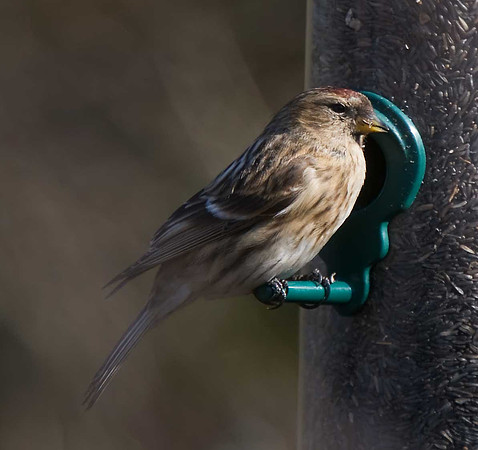 Lesser Redpoll