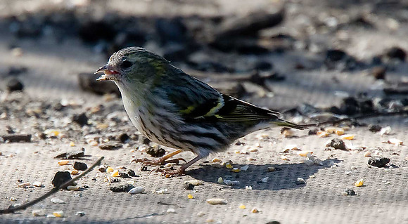 Siskin