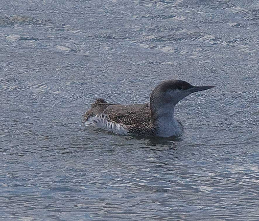 Red-throated Diver