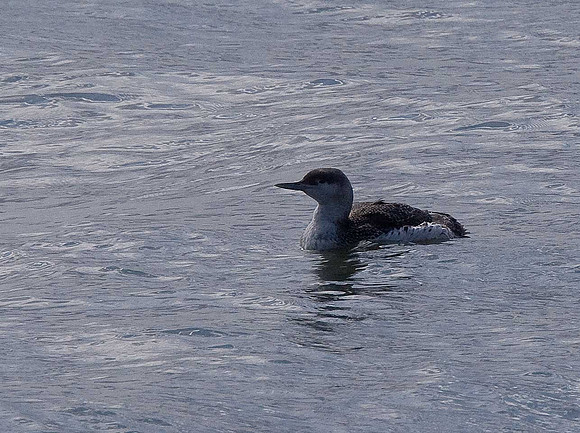 Red-throated Diver