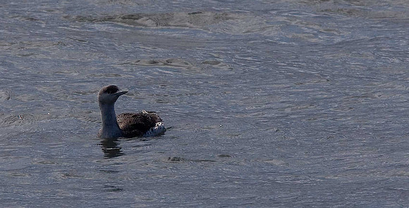 Red-throated Diver