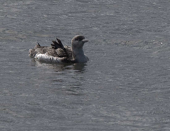 Red-throated Diver