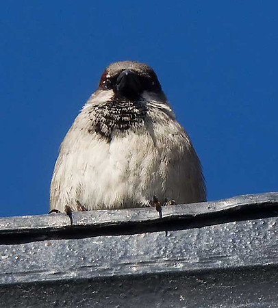 House Sparrow