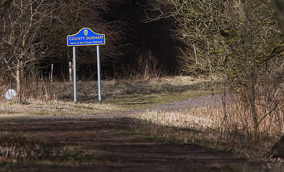 Tilery Wood, Wynyard