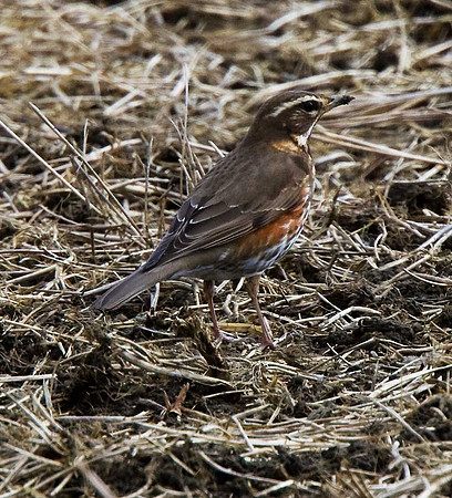 Redwing