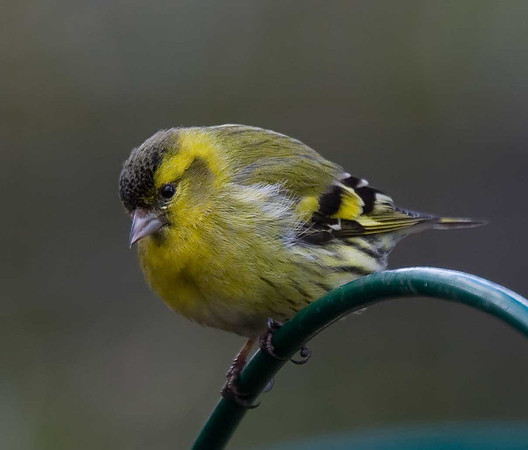 Siskin