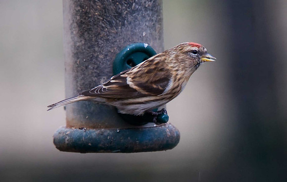 Lesser Redpoll